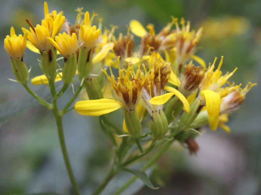 Senecio ovatus